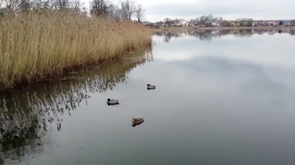 Kacsa úszás a tavon esti tó — Stock videók