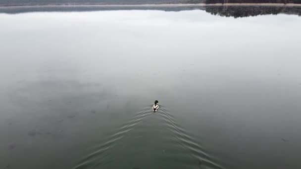 Duck swimming on the lake evening pond — Stock Video