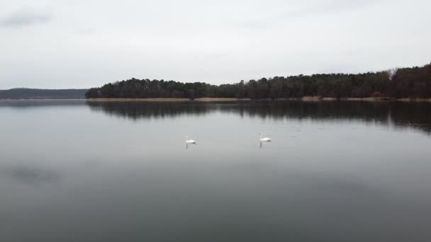 Swan swimming on lake evening pond — Stockvideo