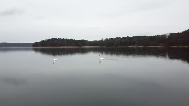 天鹅在湖畔的黄昏池塘里游泳 — 图库视频影像
