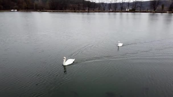 Swan plavání na jezeře večer rybník — Stock video
