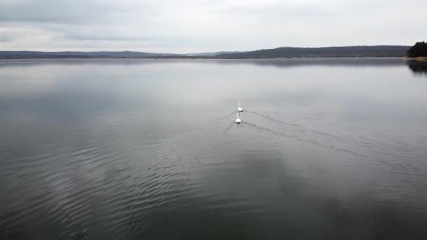 Swan swimming on lake evening pond — Stock Video
