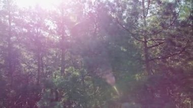 Güzel güneşler ağaçların tepesinde, güneş yaprakların arasında parlıyor.