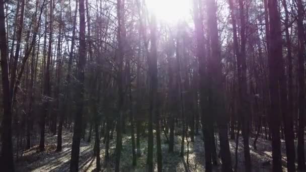 De beaux rayons de soleil à travers les cimes des arbres, le soleil brille à travers le feuillage — Video