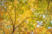 Картина, постер, плакат, фотообои "fall leaves at pewits nest, baraboo, wisconsin, usa", артикул 139281362