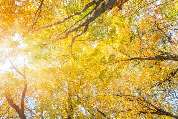 Осіннє листя в Pewits гніздо, Барабу, Вісконсин, США — стокове фото