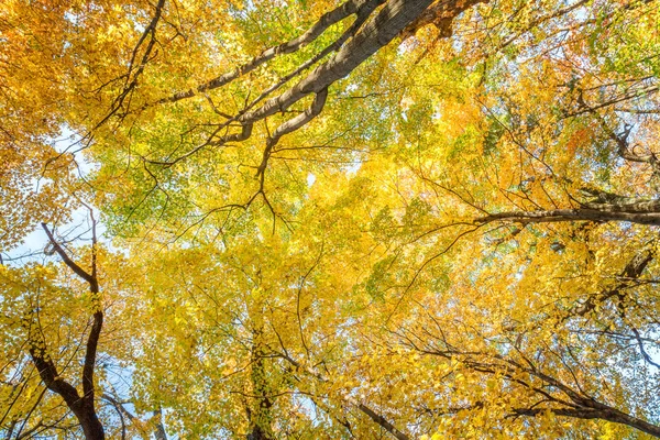 Folhas de Queda em Pewits Nest, Baraboo, Wisconsin, EUA — Fotografia de Stock