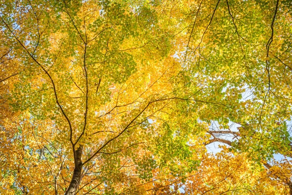 Folhas de Queda em Pewits Nest, Baraboo, Wisconsin, EUA — Fotografia de Stock