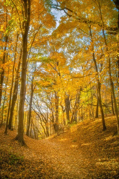 Höstlöv på Pewits Nest, Baraboo, Wisconsin, Usa Stockbild