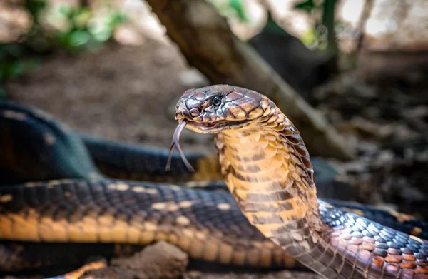 serpientes azul - Buscar con Google  Cobra de estimação, Fotos de cobras,  Belas cobras