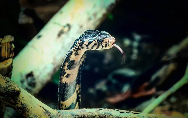 King Cobra snake in Uganda, Africa