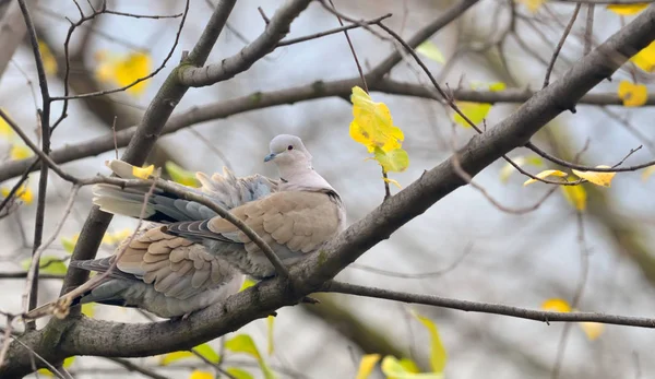 Dove (Streptopelia decaocto) sitting on tree — Stock Photo, Image
