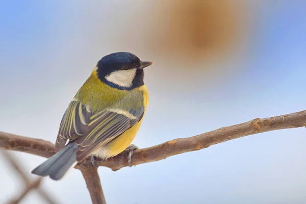 Titmouse (Parus major) on a peak of branch — Stock Photo, Image