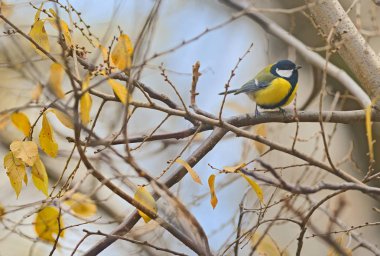  Parus major, great tit bird clipart