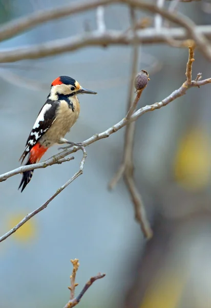 Male great spotted woodpecker (Dendrocopos major) — Stock Photo, Image