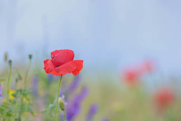 Details of poppy flowers — Stock Photo, Image