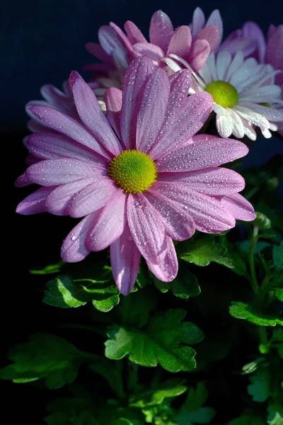 Фиолетово-розовый цветок Osteosperumum — стоковое фото