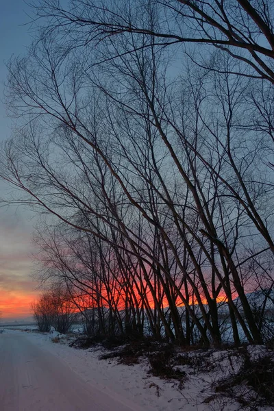 Günbatımı ağaç gölgeli — Stok fotoğraf