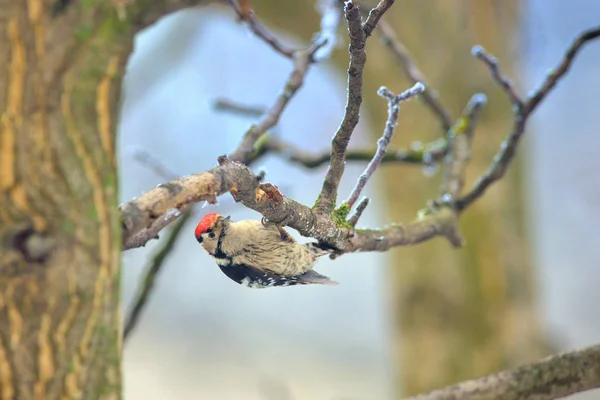 大斑点啄木鸟 — 图库照片