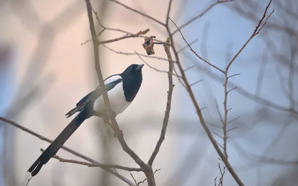 枝にカササギ鳥 — ストック写真