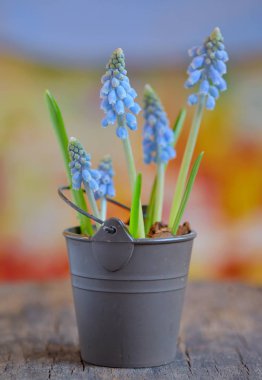 Muscari botryoides çiçek 
