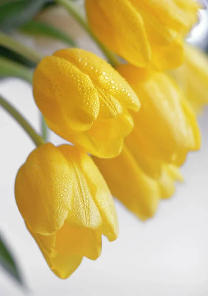 Tulipanes amarillos con gotas de rocío — Foto de Stock