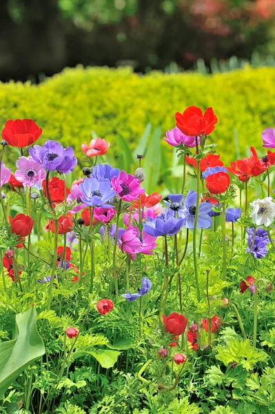 Alan anemon çiçekleri — Stok fotoğraf