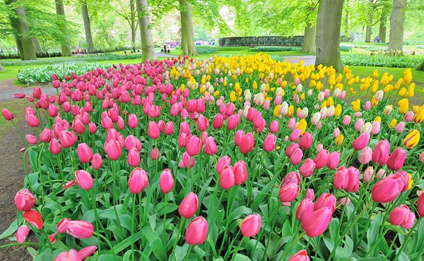 Fiori di tulipani in primavera — Foto Stock