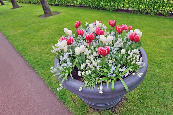 Весняні квіти у великій вазі — стокове фото