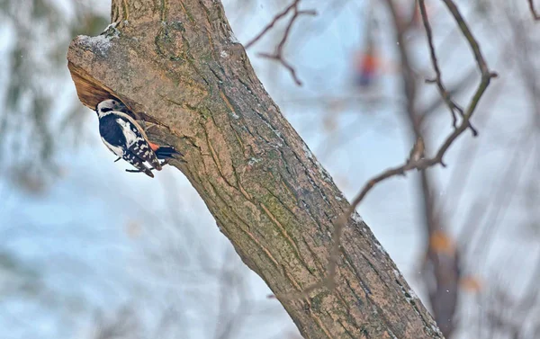 Mannelijke grote bonte specht (Dendrocopos grote) — Stockfoto