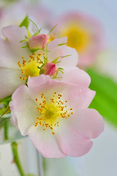 Detailní záběr psa růže, Rosa canina — Stock fotografie