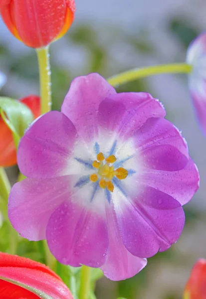 Tulipanes con gotas de rocío — Foto de Stock