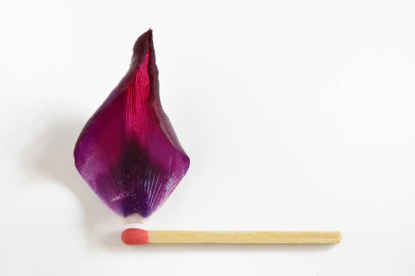 Горящая спичка из тюльпанового листа — стоковое фото