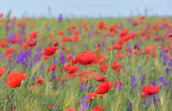 Colorful flowers on field — Stock Photo, Image