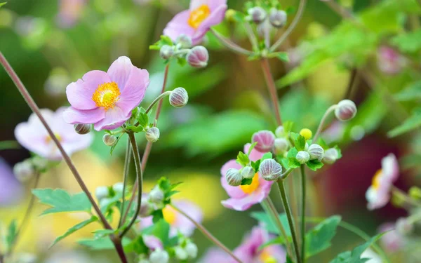 Japonské Anemone květiny — Stock fotografie