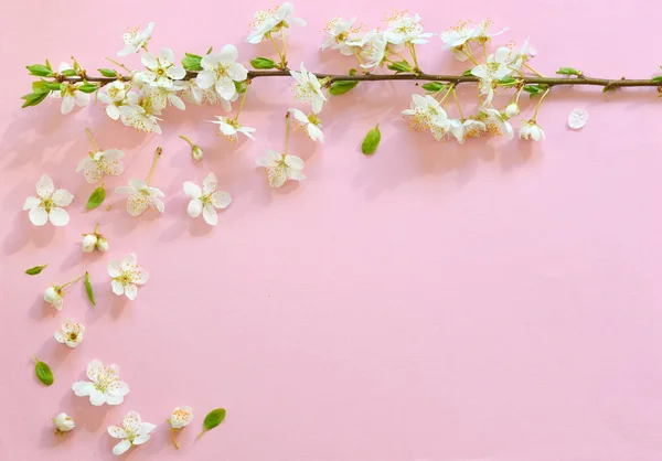 Cherry blossom on pink background — Stock Photo, Image