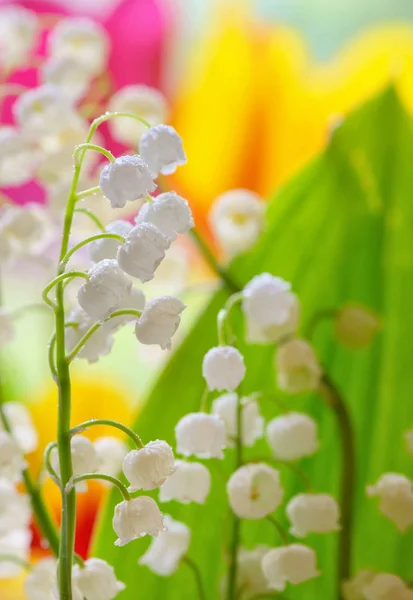 Lelie van de vallei (convallaria majalis) — Stockfoto