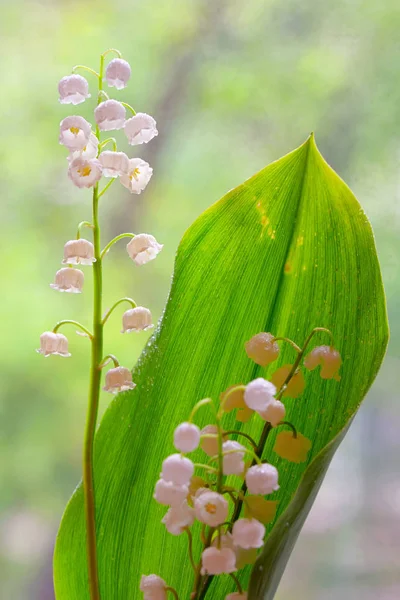 Lirio del valle (convallaria majalis) — Foto de Stock