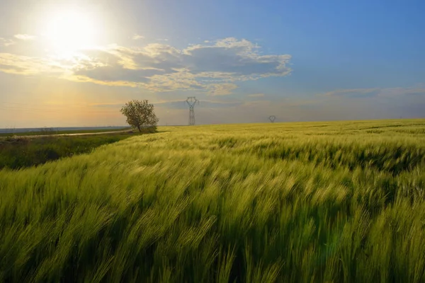 Sonnenuntergang über dem grünen Roggenfeld — Stockfoto