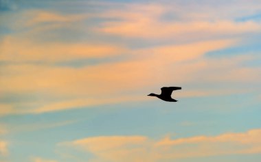 Yeşilbaş ördek silüeti 