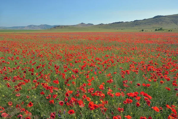 Colorful poppy flowers on field in summer — Stock Photo, Image