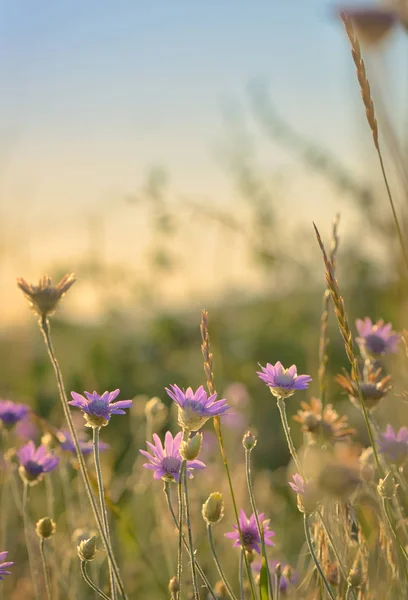 Einjährige Xeranthemenblüte — Stockfoto