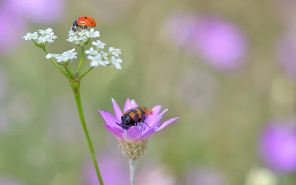 Insetti sui fiori — Foto Stock