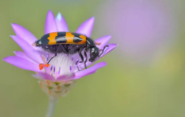 Anthocomus bipunctatus bug — Fotografia de Stock