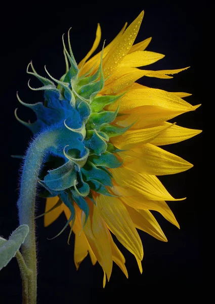 Wspólne głowa kwiat słonecznika — Zdjęcie stockowe