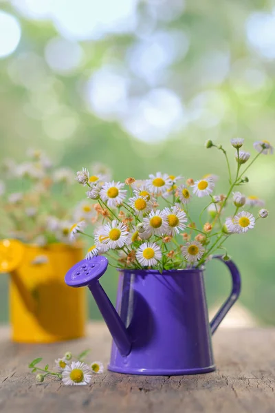Маргарита ромашка квіти — стокове фото
