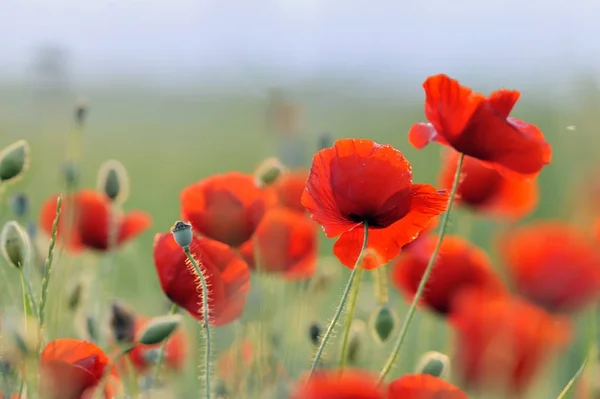 Landscape with red poppy field — Stock Photo, Image