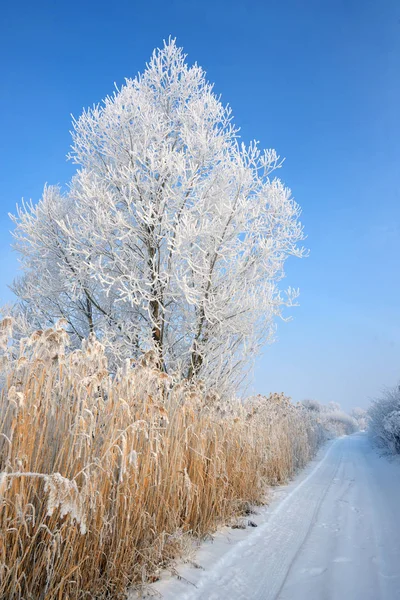 Одинокое замерзшее дерево — стоковое фото