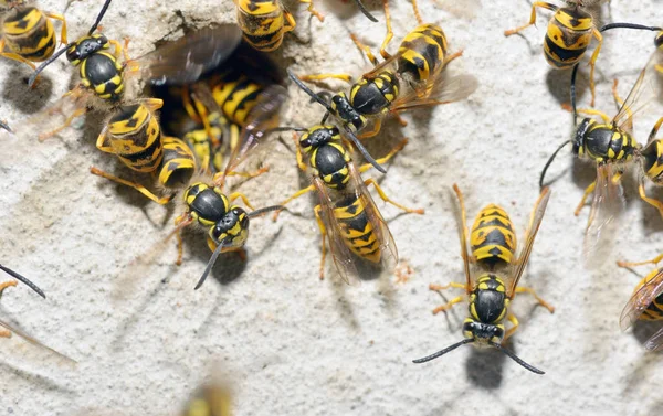 WASP rodina a hnízdo díra — Stock fotografie