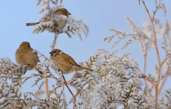 Petits Bruants sur une branche de pin — Photo